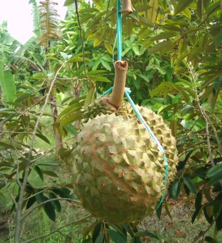 Kadu Hideung