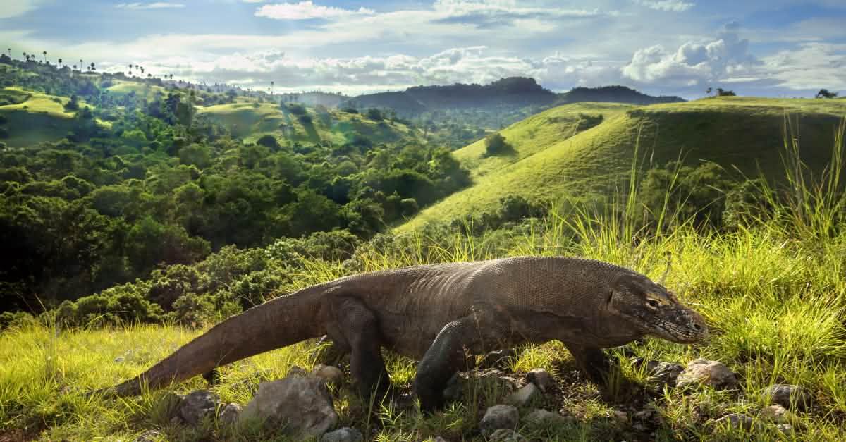 komodo1